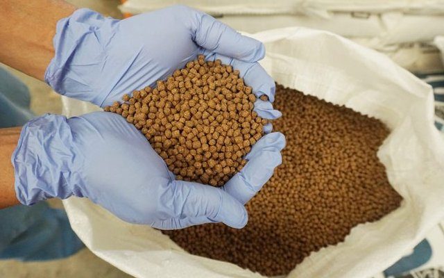 دراسة جديدة: البروتين الفطري يتفوق على فول الصويا في الأعلاف المائية