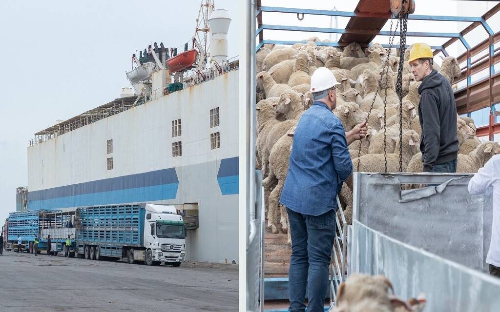 الزراعة السعودية: استيراد 1.8 مليون رأس ماشية لتلبية الطلب خلال موسمي رمضان والحج