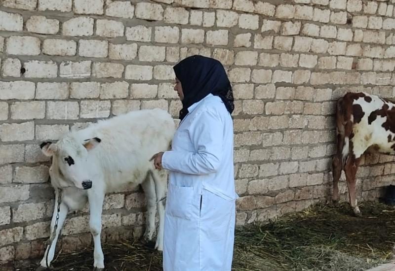 استمرار فعاليات حملة تحصين الماشية داخل 80 وحدة بيطرية ببني سويف
