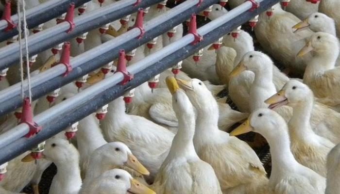 إنفلونزا الطيور تضرب مزرعة ثانية للبط في ألمانيا