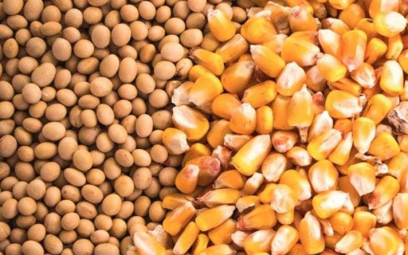 أسعار خامات الأعلاف اليوم.. الذرة تنخفض 250 جنيها والصويا تستقر في الأسواق