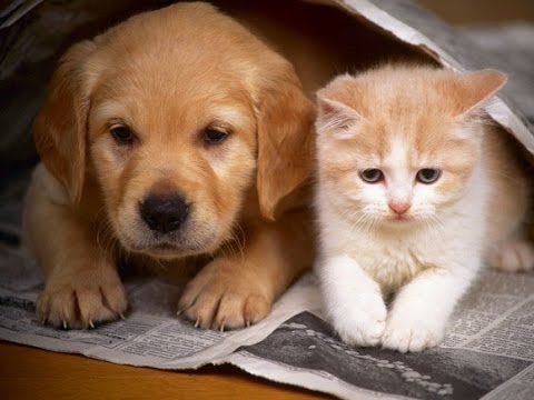 أهم الأمراض التي يمكن أن تنقلها الحيوانات الأليفه لانسان