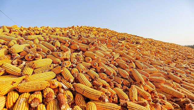 كوريا الجنوبية تتعاقد على شراء 68000 طن من الذرة