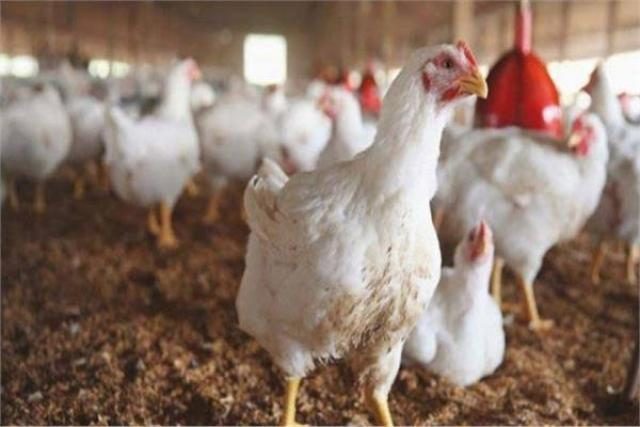 ثروت الزيني لـ"قلم بيطري": خطوة استيراد الدواجن المجمدة حل مؤقت
