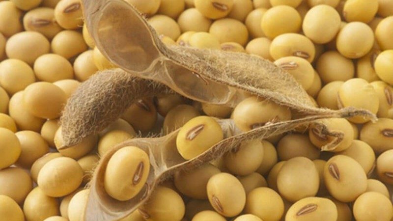 ارتفاع أسعار فول الصويا العالمية إلى أعلى مستوى خلال 6 أسابيع