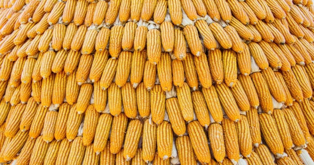 واردات أوروبا من الذرة تبلغ 244.238 طنًا منذ بداية يوليو