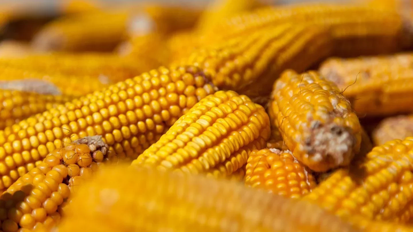 الصين تشتري 500.000 طن من الذرة الكازاخستانية في عام 2025