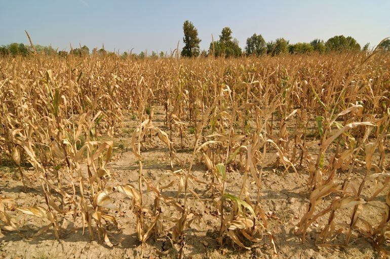 الجفاف يقضى على 60% محصول الذرة في زيمبابوي