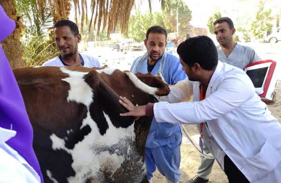 بيطري الشرقية ينظم قافلة بيطرية مجانية لعلاج مواشي صغار المربين