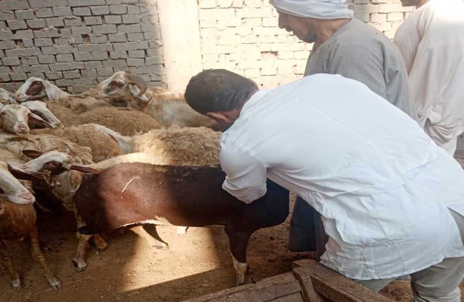 حملة بيطرية لتحصين 48 ألف رأس أغنام في الغربية