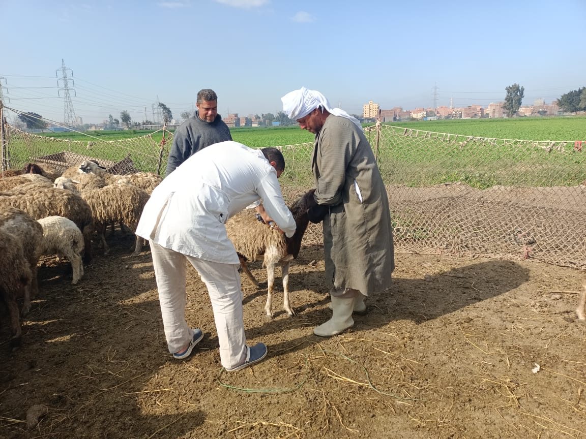 بيطري بني سويف: تحصين 53 ألفا و369 من الثروة الحيوانية