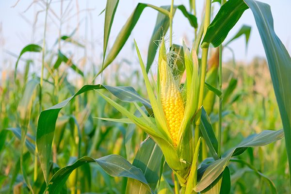 بوينس آيرس: اكتمال زراعة 5% من حبوب الذرة في الأرجنتين لموسم 2023/24
