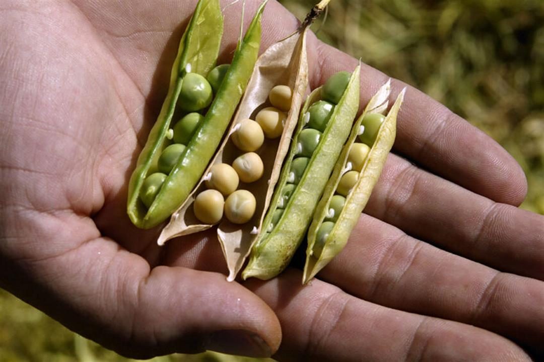 اليمن تعلن نجاح تجربة زراعة فول الصويا في أكثر من منطقة