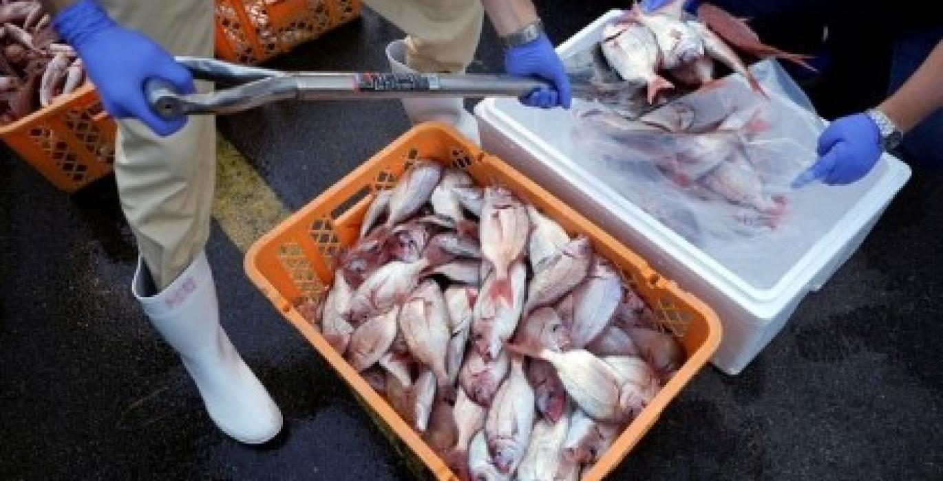 مجموعة السبع تدعو إلى الإلغاء الفوري للحظر المفروض على الأغذية اليابانية