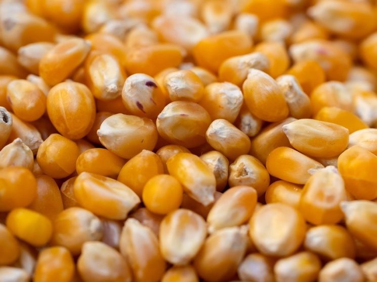 تركيا تزيد حصص الاستيراد المعفاة من الرسوم الجمركية للشعير والذرة