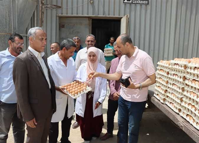 طرح أول دفعة من «رومي الأمهات» بمحطة الدواجن شرق النيل ببني سويف