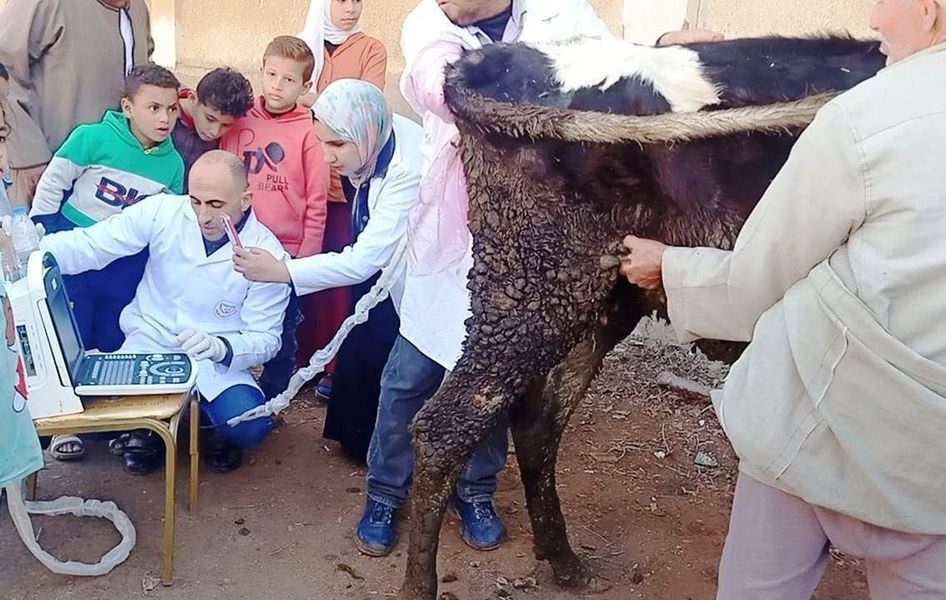«بيطري الشرقية»: تحصين 126 ألف رأس ماشية ضد الحمى القلاعية والوادي المتصدع