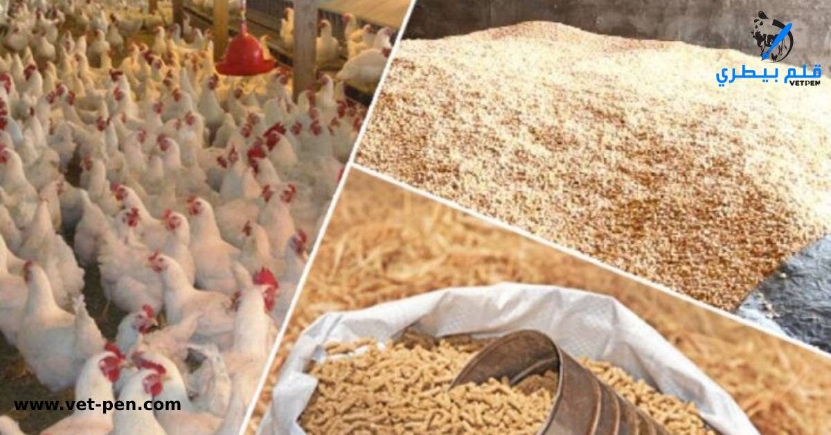 خاص| منتجي الدواجن: أكثر من 60% من اللحوم الحمراء مستوردة