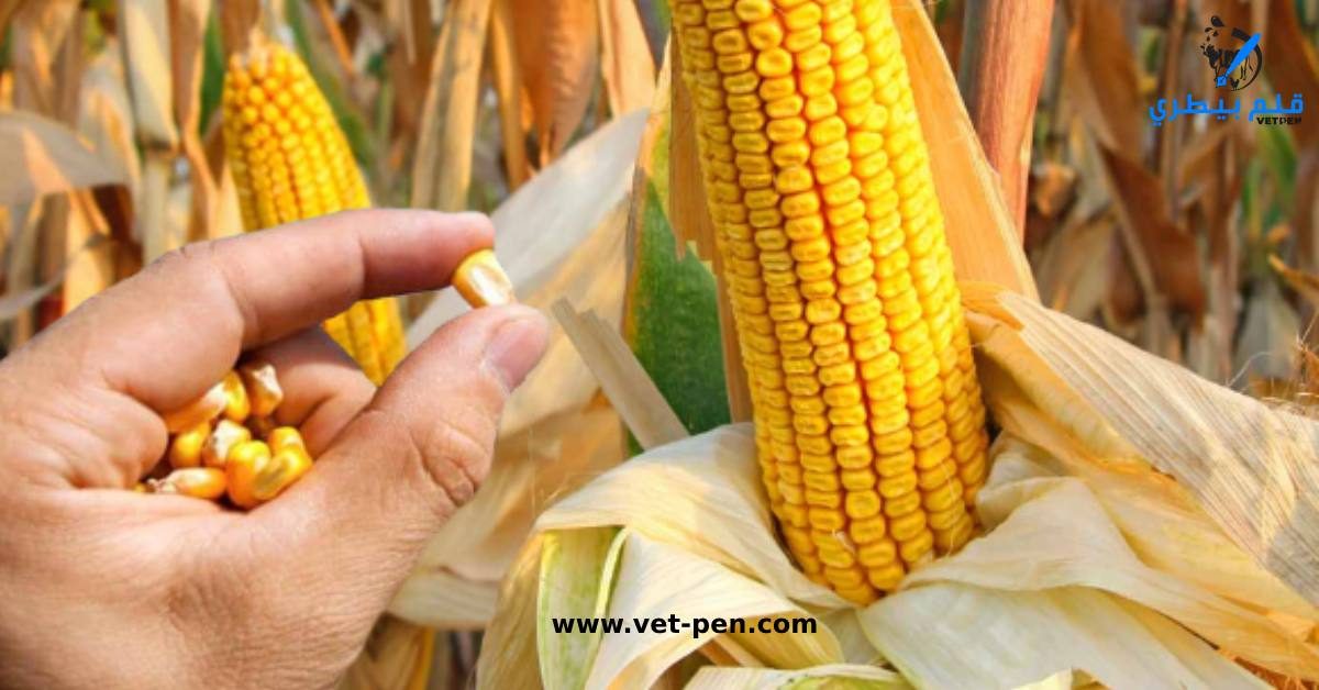 سعر الذرة