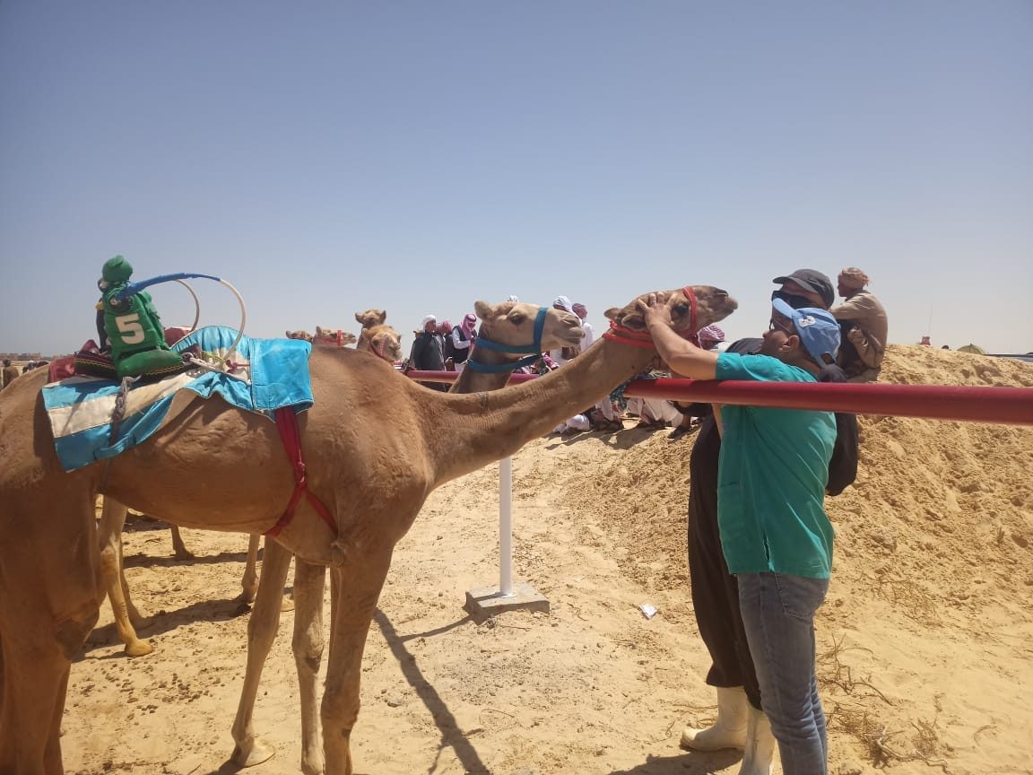 الزراعة تختتم أعمال القافلة البيطرية المجانية بشمال سيناء