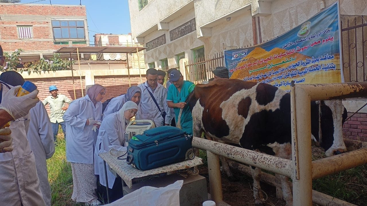 علاج وفحص أكثر من ٦٥٠٠ رأس ماشية مجانا لصغار المربين بدمياط