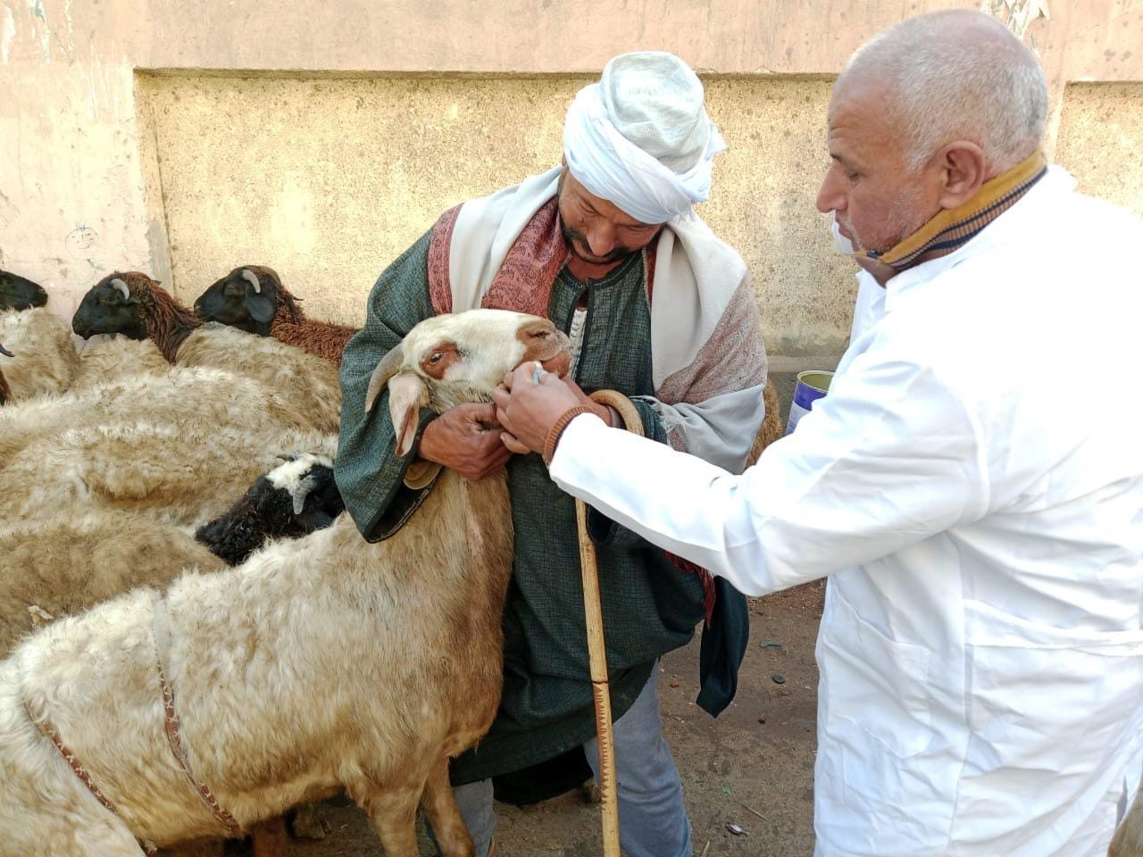 مربي المواشي