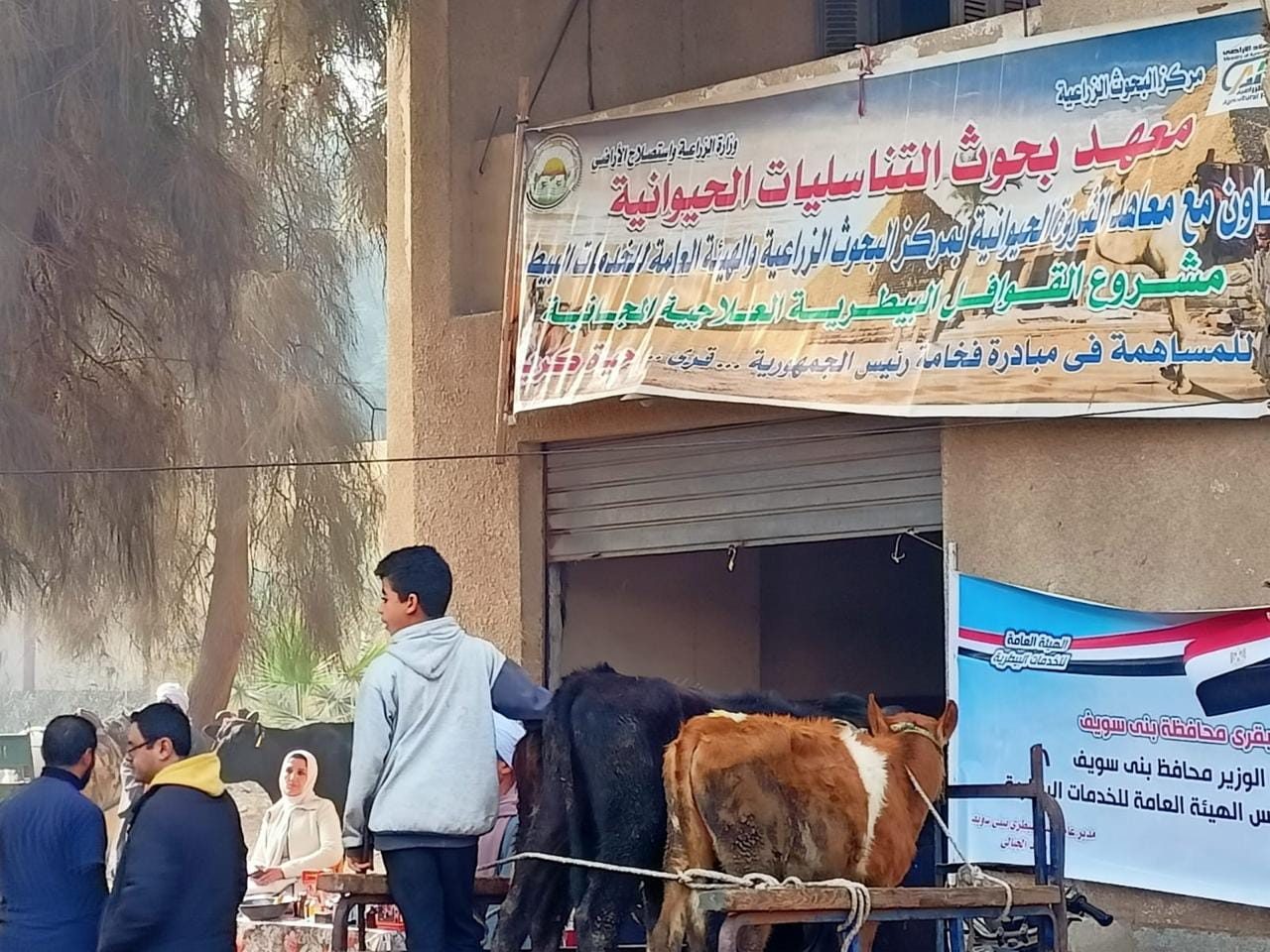 الزراعة: علاج وفحص 6 آلاف رأس ماشية مجانا لصغار المربين ببني سويف