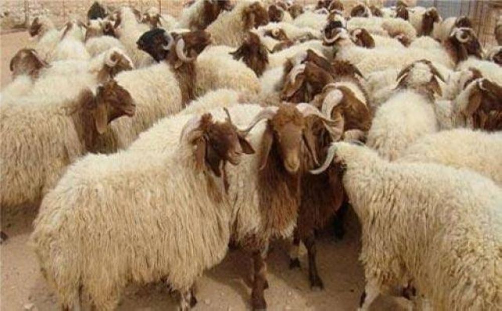 مربى مواشي: إقبال ملحوظ على تربية الأغنام.. وسعر الكيلو قائم يسجل 220 و225 جنيه