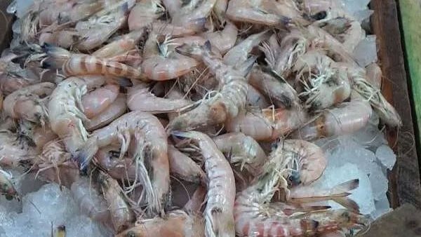 ضبط 5 طن أسماك وجمبرى مجهولة المصدر بالقليوبية