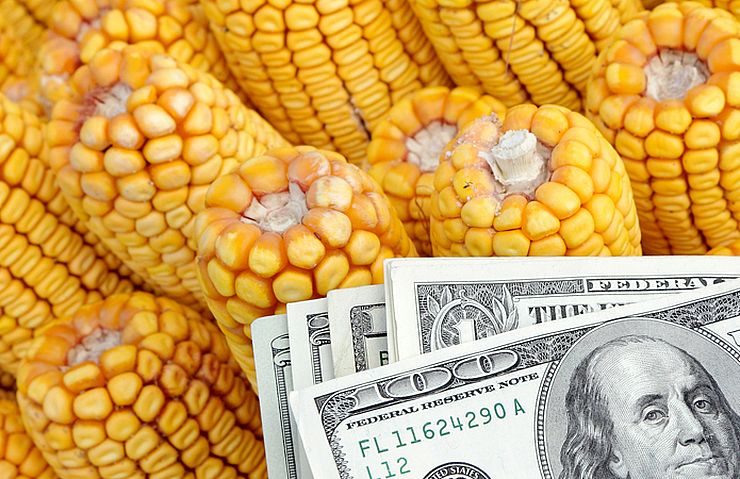 أسعار الذرة الأوكرانية