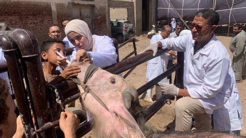 بيطري المنيا تنظم قافلة مجانية لدعم الثروة الحيوانية بنزلة النخل
