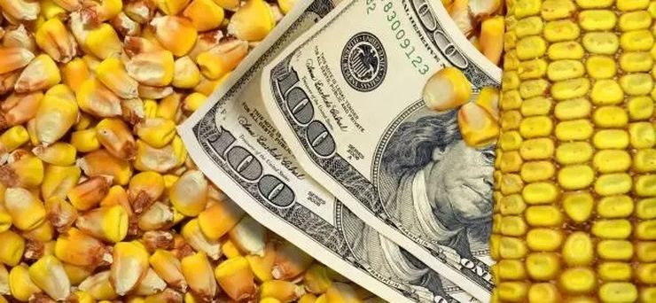 أسعار الذرة في الصين هي الأدنى منذ ثلاث سنوات