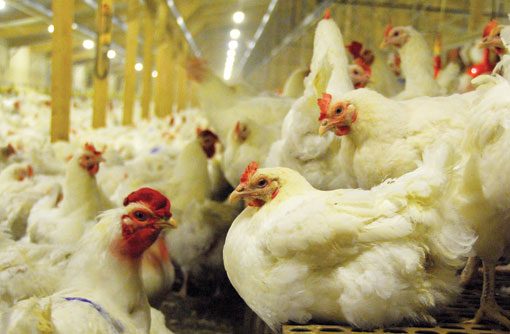 ABPA البرازيلية تطلق مرحلة جديدة من حملة الوقاية من أنفلونزا الطيور