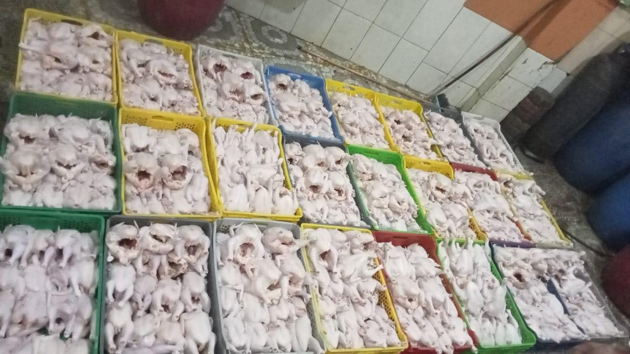الفراخ السردة
