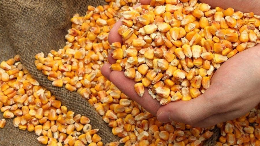 بورصة الحبوب| السيناريو العالمي يجلب الدعم وارتفاع أسعار الذرة اليوم الأربعاء