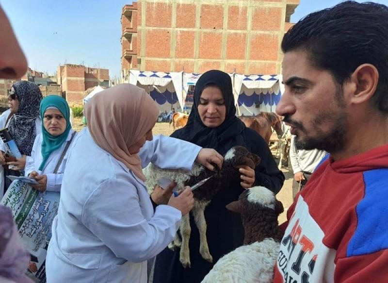 حملة بيطرية مجانية لفحص ورعاية المواشي في الشرقية
