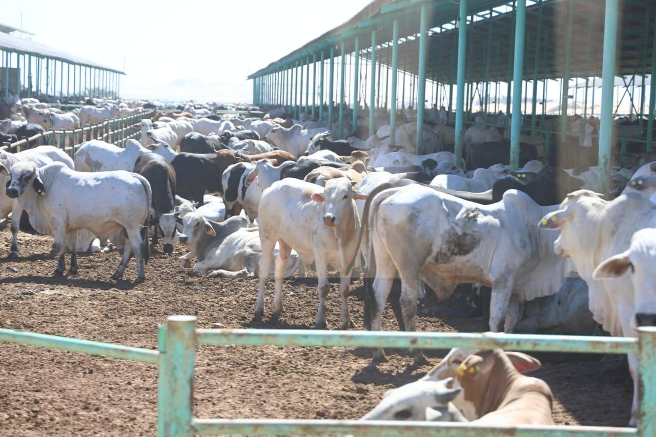 وزيرا الزراعة والتنمية المحلية يتفقدان مشروع الإنتاج الحيواني ومجمع تمور الوادي الجديد