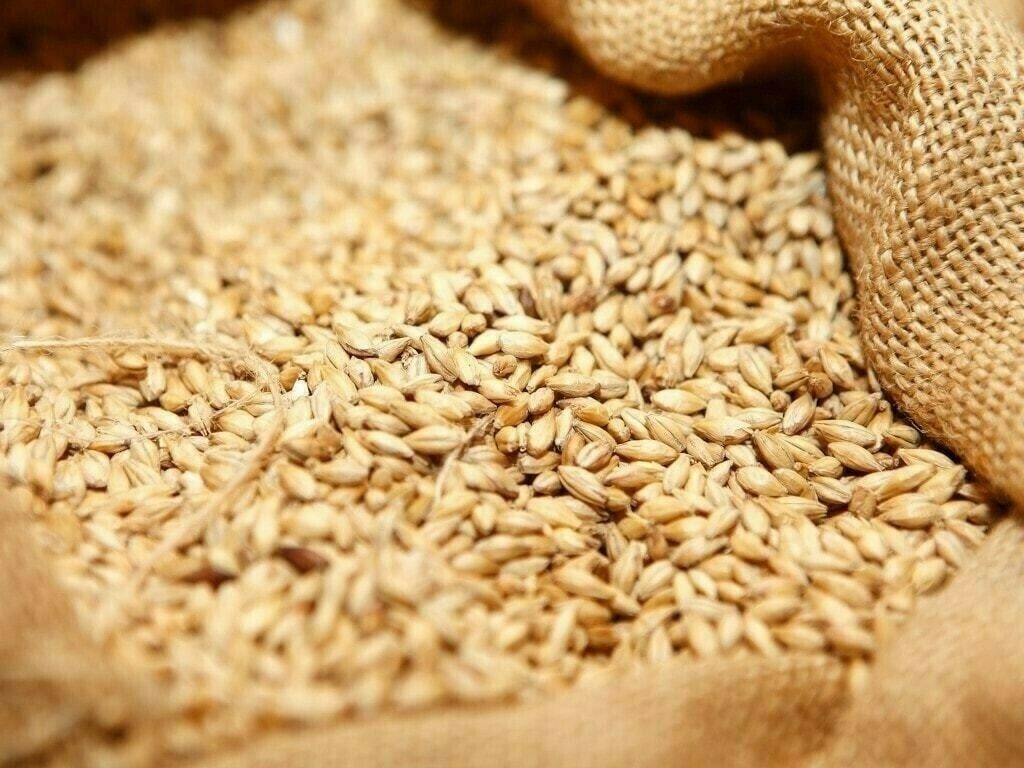 ارتفاع أسعار القمح الروسي 3 دولارات بنهاية الأسبوع الماضي