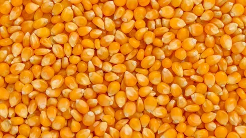 سوق الذرة الأوكراني