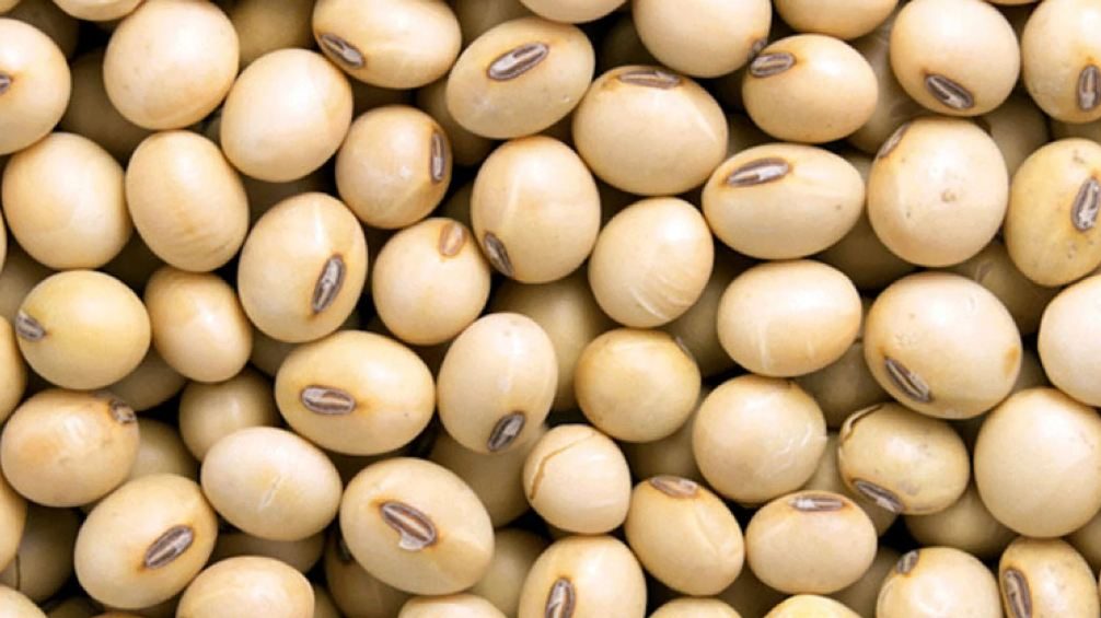  أسعار فول الصويا تواجه شبح الانخفاض في بورصة شيكاغو
