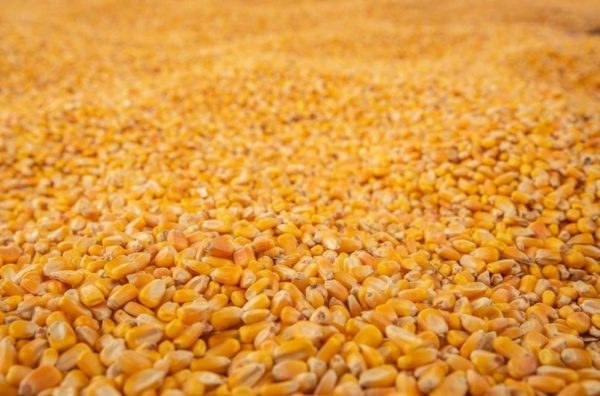 ارتفاع عمليات التفتيش الأسبوعية على الذرة في الولايات المتحدة لتسجل 1,158,086 طنًا متجاوزة التوقعات