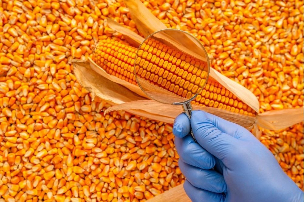 NOFI الكورية الجنوبية تتعاقد على شراء 65000 طن من الذرة