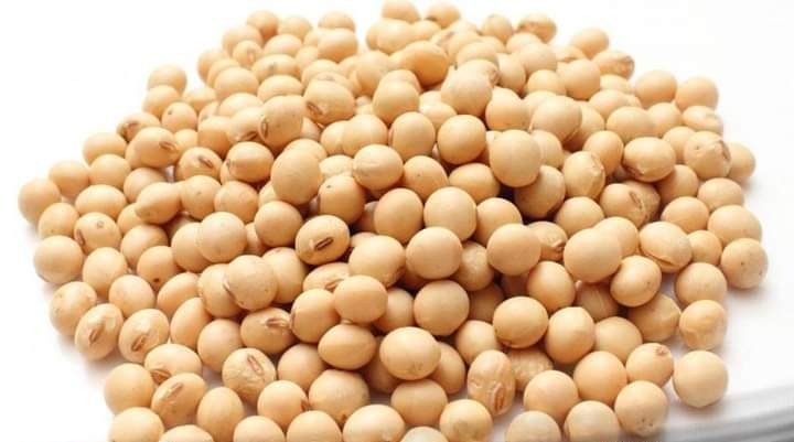 فول الصويا تختبر دعم القناة 15فبراير 2023