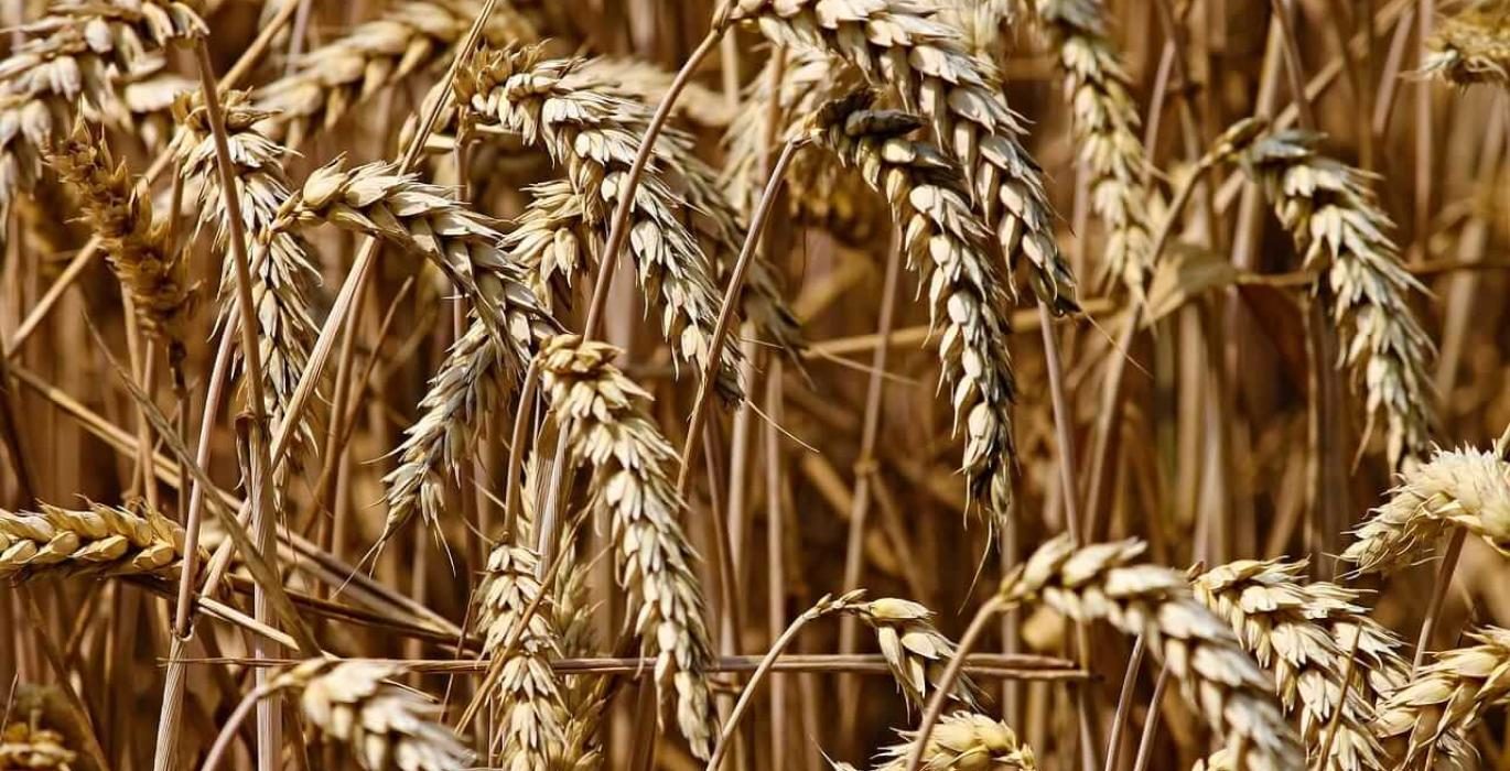 أداء متباين لعقود القمح الآجلة عند الإغلاق في آخر جلسات الأسبوع