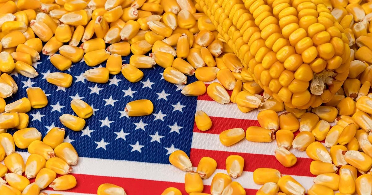 الولايات المتحدة تبيع 539.9 ألف طن من الذرة في أسبوع
