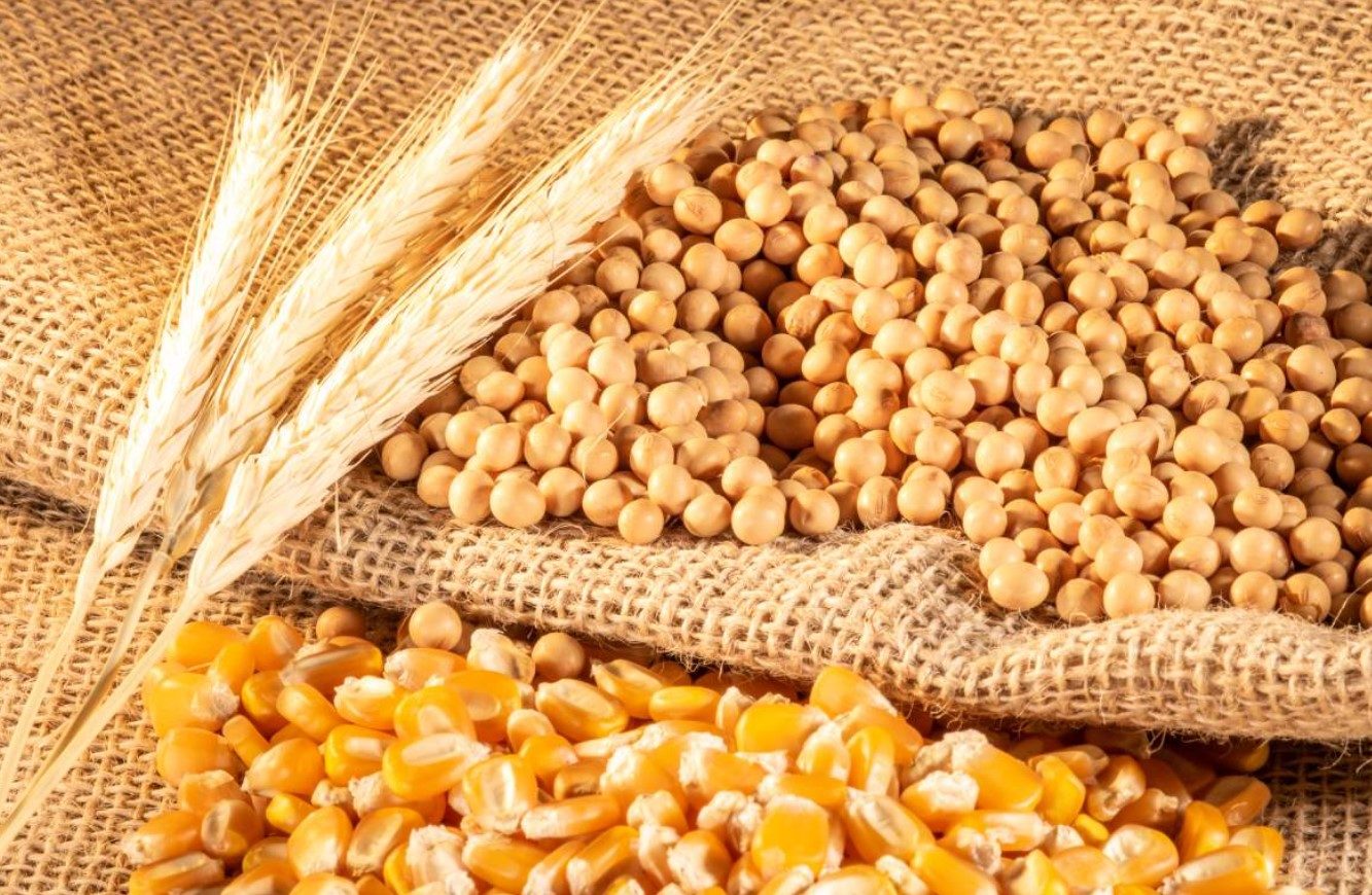 صادرات المنتجات الزراعية الأوكرانية تبلغ 11.305 مليون دولار في النصف الأول من العام