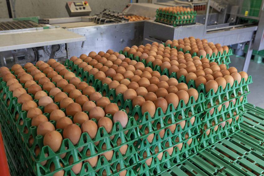 خبير ببورصة البيض لـ”قلم بيطري”: ارتفاع الأسعار في هذا التوقيت أمر طبيعي