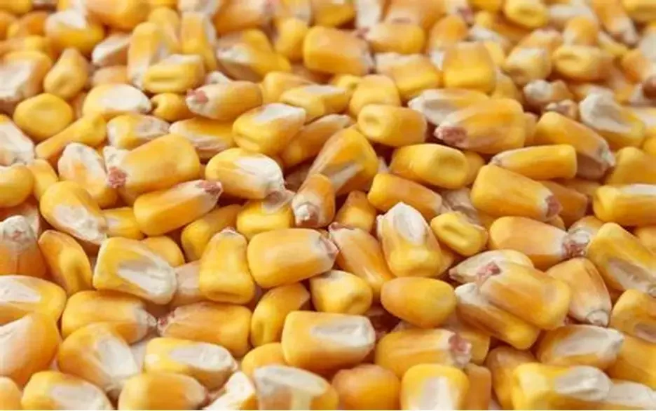 الذرة