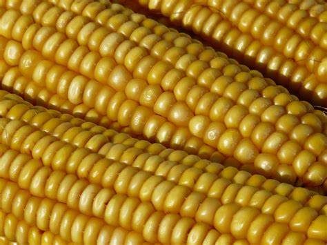المكسيك تؤجل حظر الذرة المعدلة وراثيا إلى عام 2025