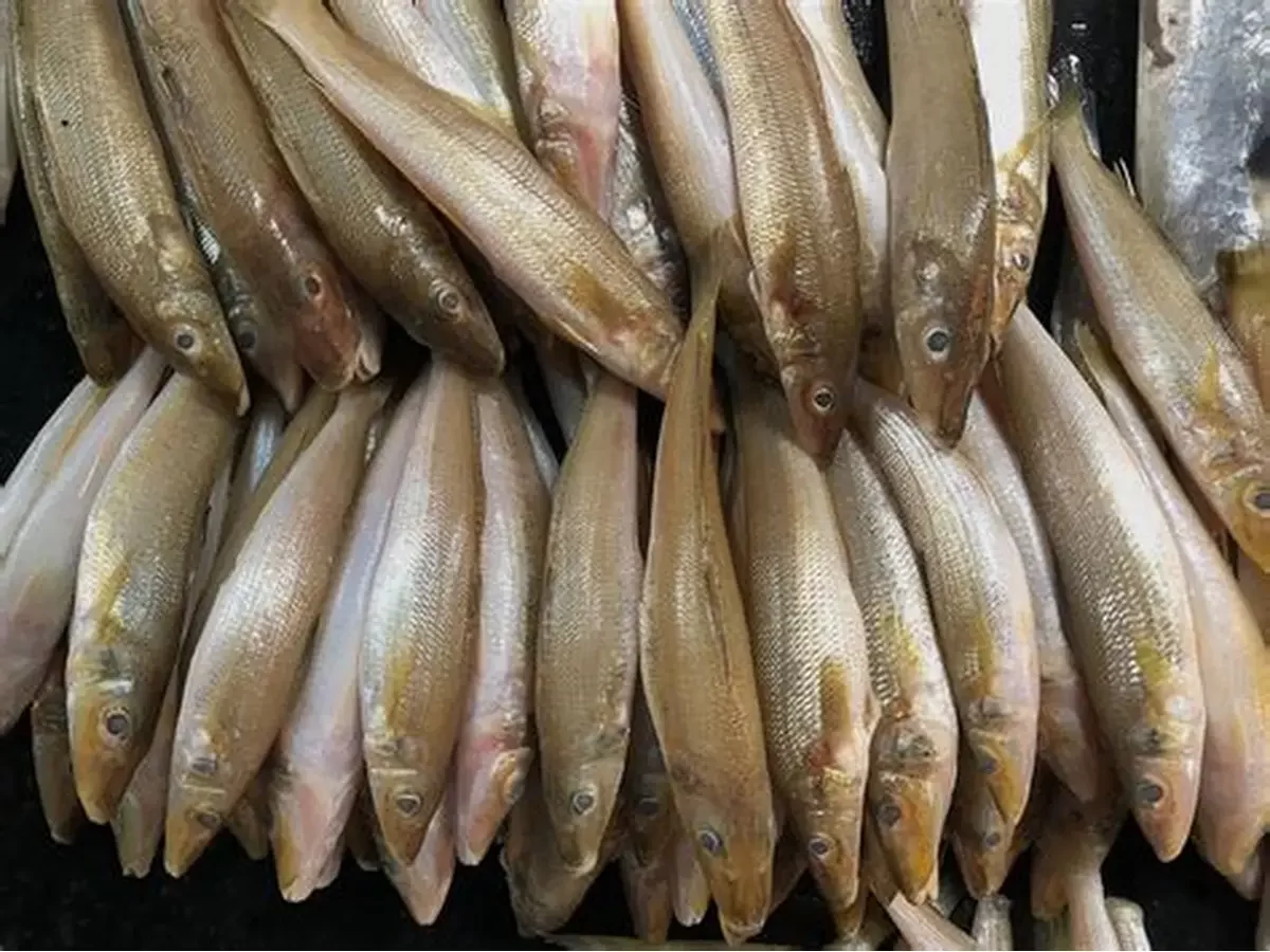 أسعار السمك